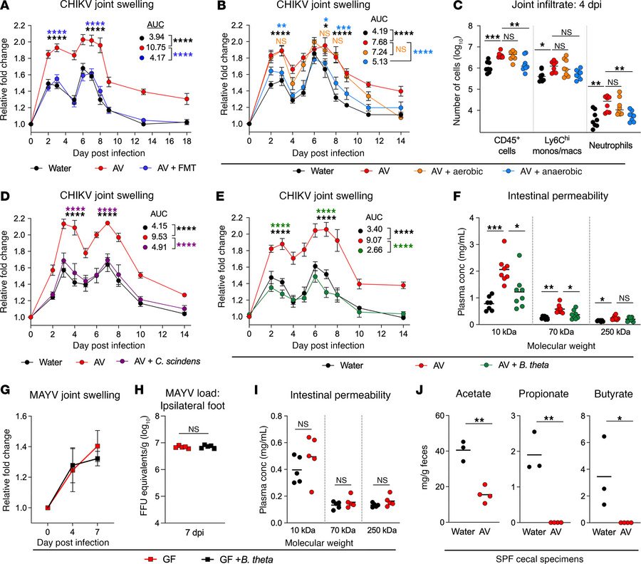 Microbial dysbiosis results in reduced SCFA production, increased intest...