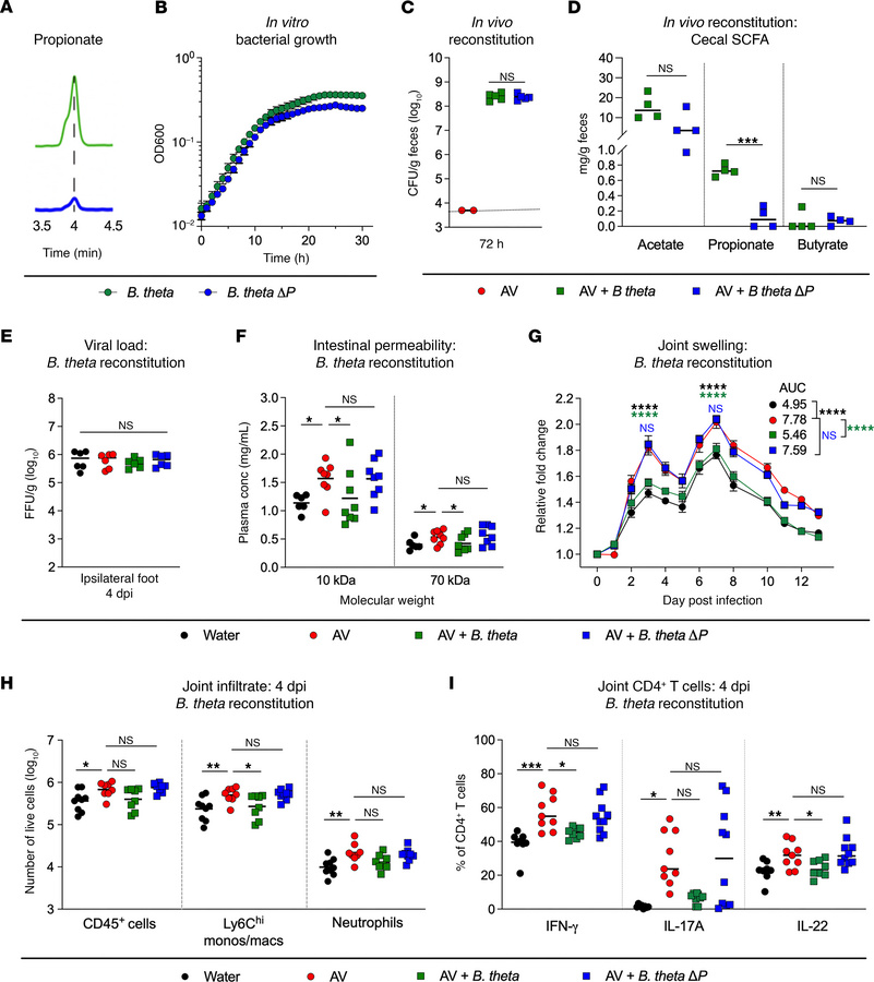 Rescue of CHIKV-induced foot swelling by bacterial colonization depends ...