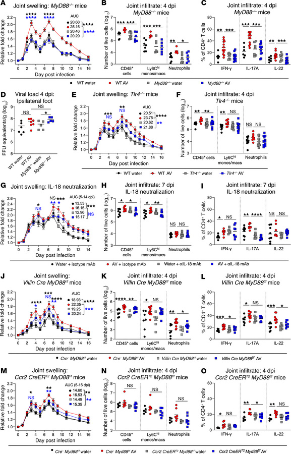 MyD88 signaling in intestinal epithelial cells promotes CHIKV-induced jo...