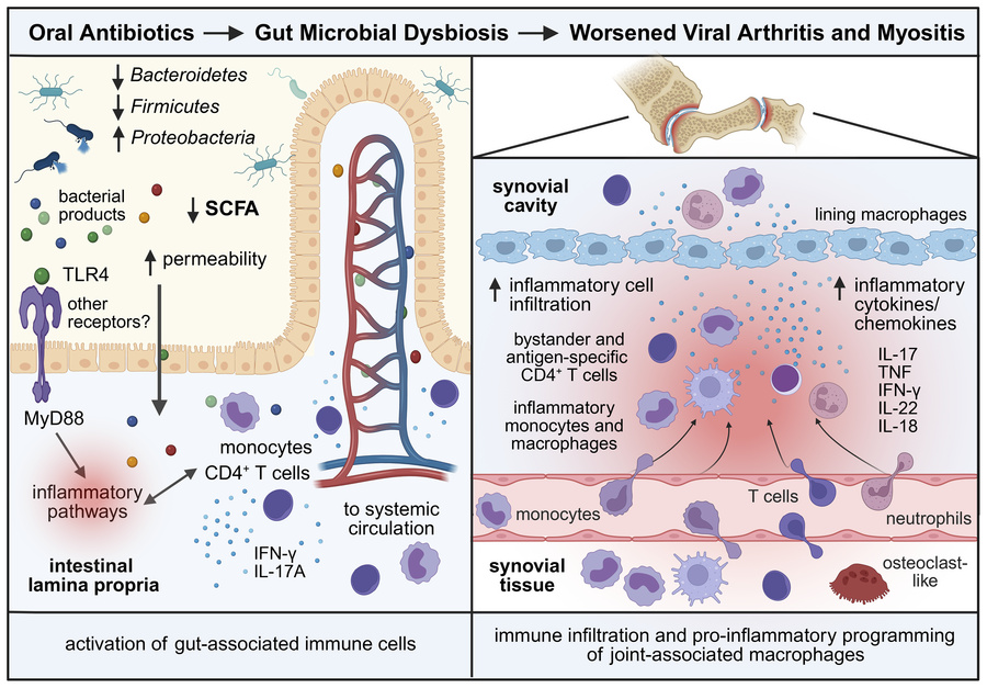 graphical abstract