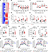 Oral antibiotics increase joint inflammation during CHIKV infection.