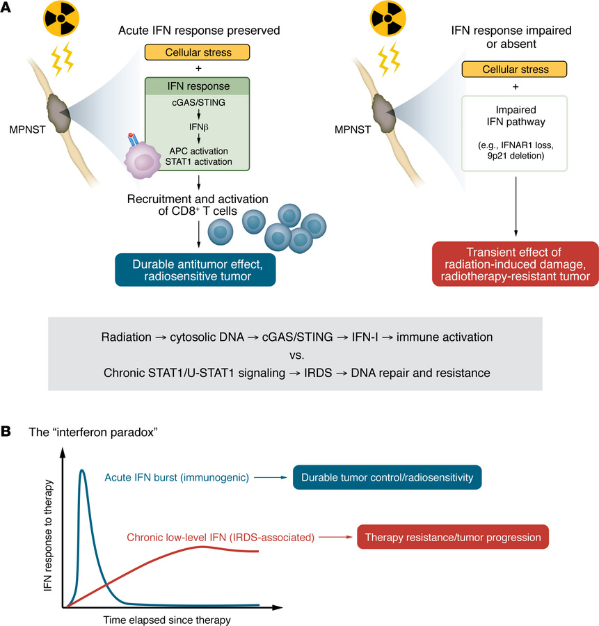 An acute IFN-I response critically determines MPNST sensitivity to radio...