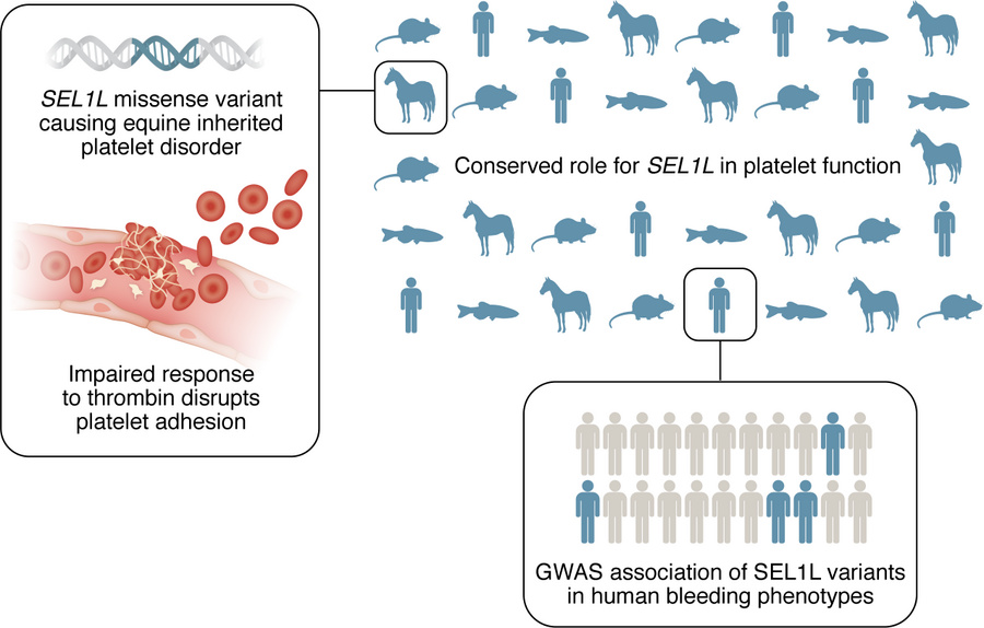 Multispecies research to advance understanding of bleeding disorders.
Da...