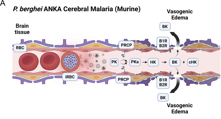 graphical abstract