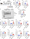 Characterization of plasma kallikrein-kinin proteins in murine ECM.