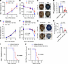 Characterization of P. berghei ANKA infection in prekallikrein-deficient mi