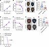 Characterization of P. berghei ANKA infection in prolylcarboxypeptidase gen