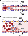Vascular pathogenesis of murine and human cerebral malaria.