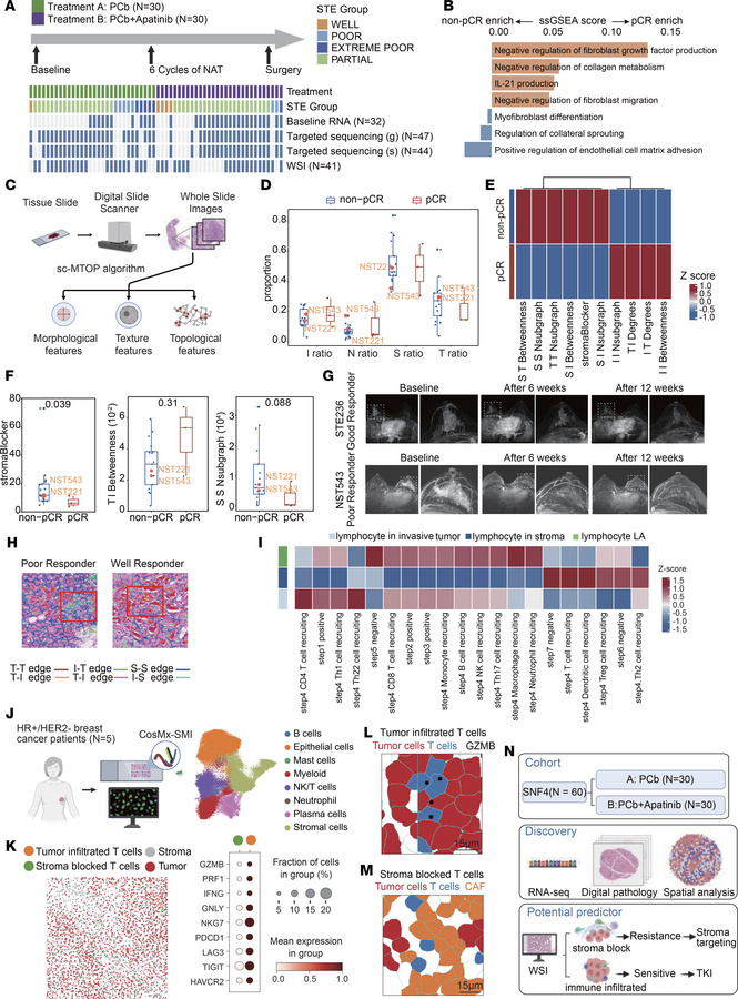 Spatial structures influence the efficacy of apatinib in SNF4 HR+/HER2– ...