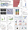 GABAergic neurons undermine the effect of endocrine therapy for SNF1 HR+/HE