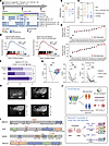 Determinants of exceptional responses to PARP inhibitors combined with CDK4
