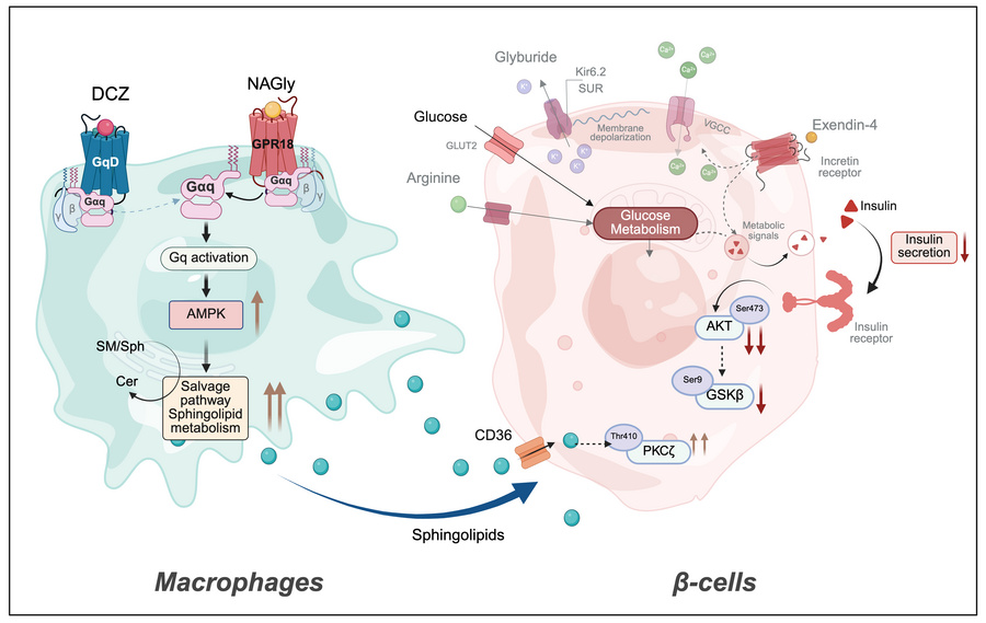 graphical abstract