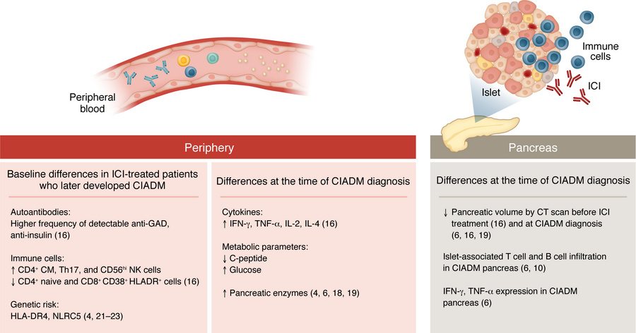 Mechanisms and predictors of CIADM in patients treated with ICIs.
Prior ...