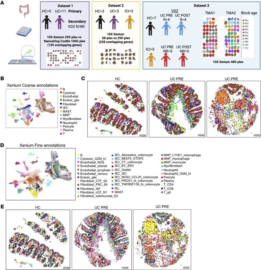 Study design and cell-type mapping in archived colon mucosal biopsies us...