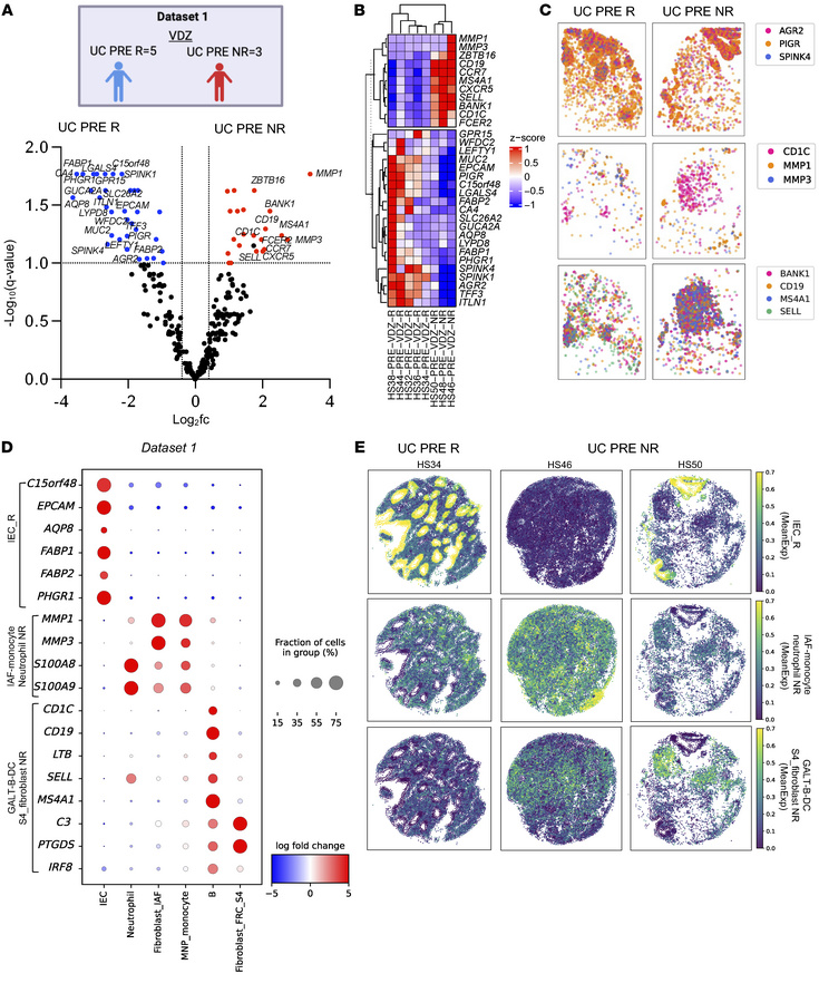 Spatially mapped gene signatures distinguishing responders from nonrespo...