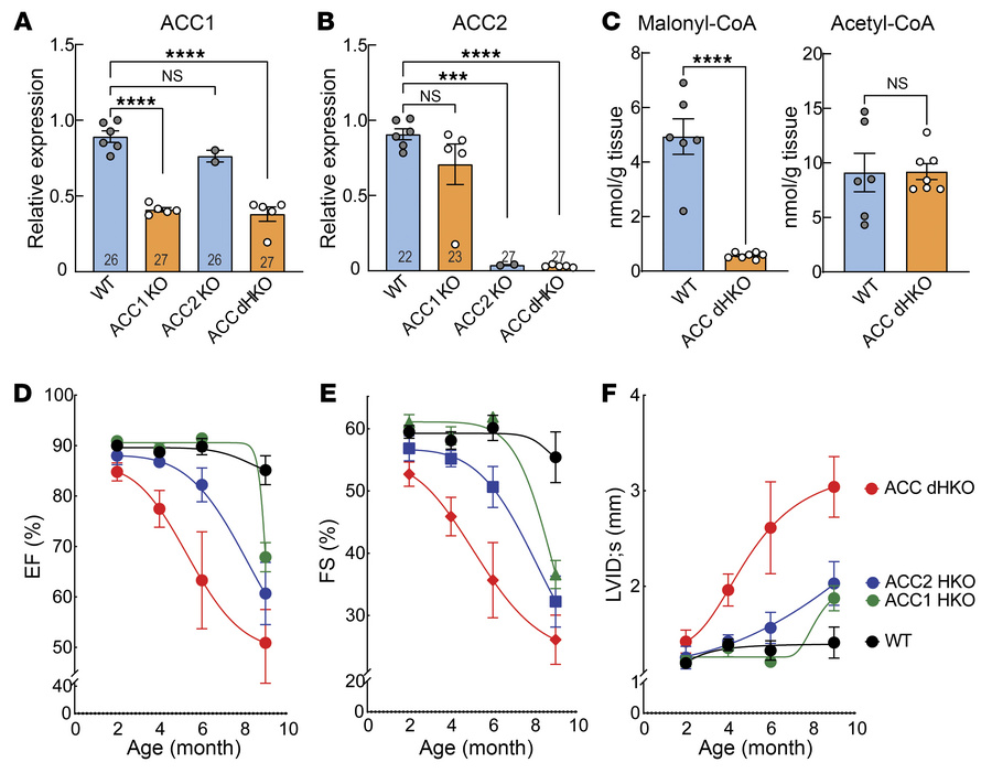 Genetic deletion of ACC1 and ACC2 in mouse cardiomyocytes.
(A and B) Tot...