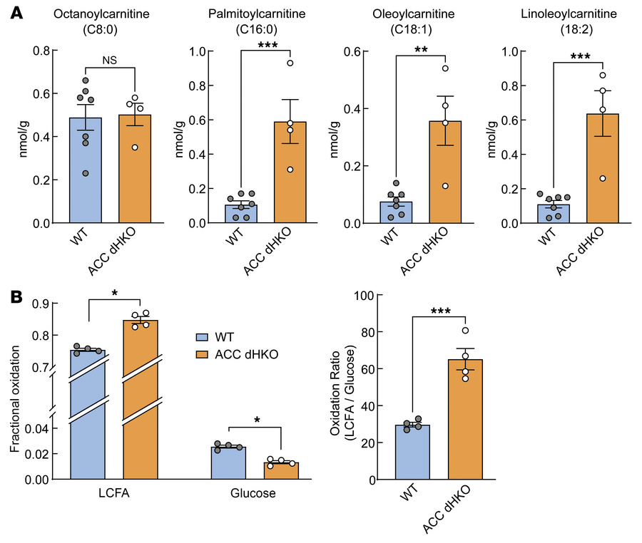 Increased FAO in ACC dHKO hearts.
(A) Fatty acylcarnitines were measured...