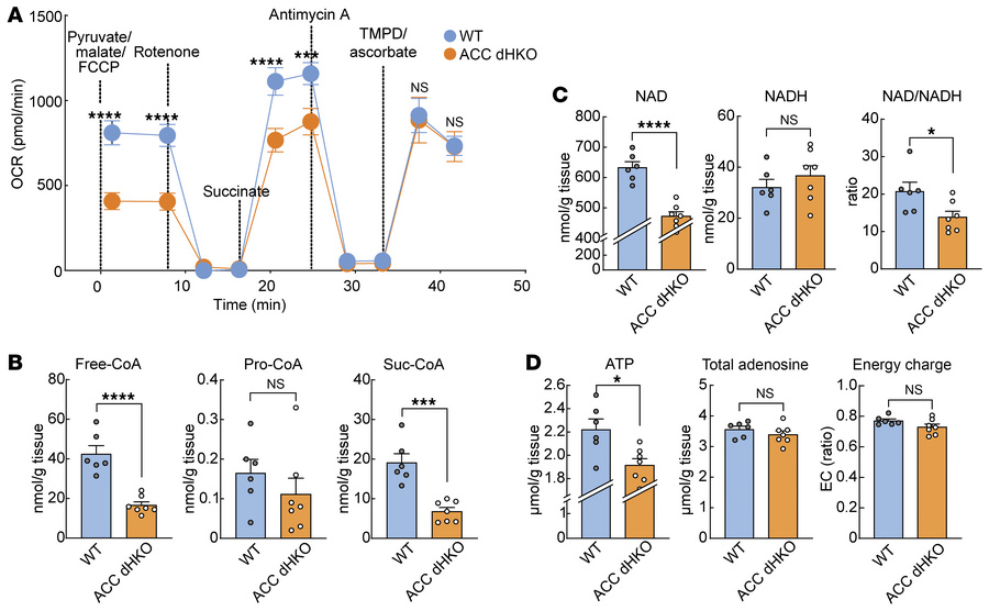 Impaired respiratory electron transfer function in mitochondria isolated...