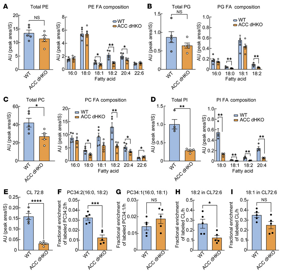 Reduced linoleoyl phospholipids and tetralinoleoyl cardiolipin in ACC dH...