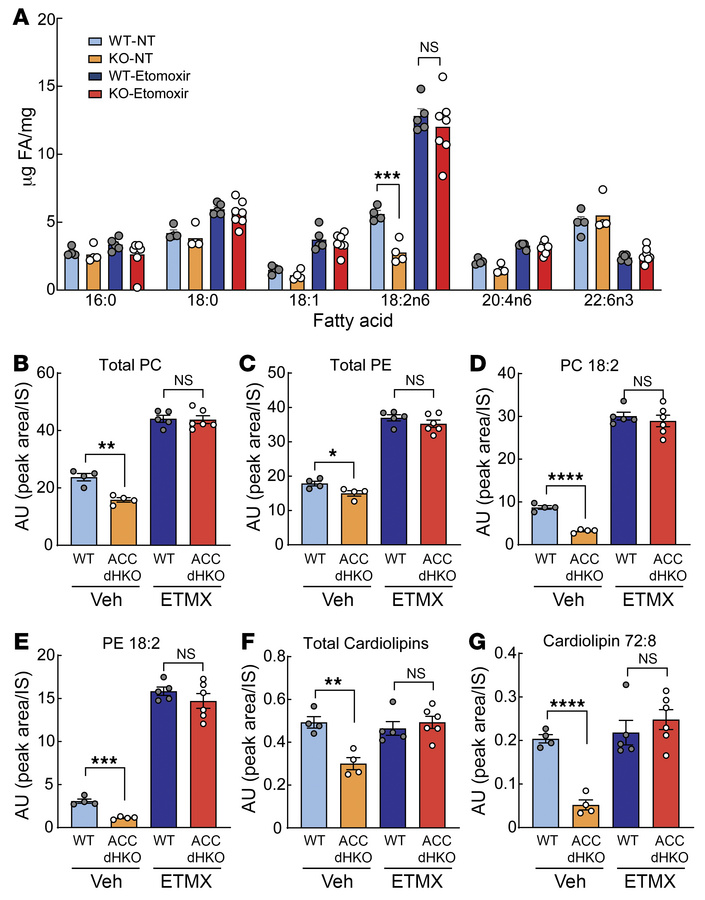 Inhibition of FAO by etomoxir normalizes the amount of linoleic acid in ...
