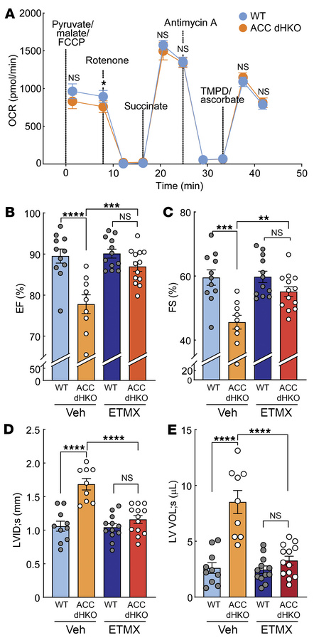 Inhibition of FAO by etomoxir prevents the development of heart failure ...