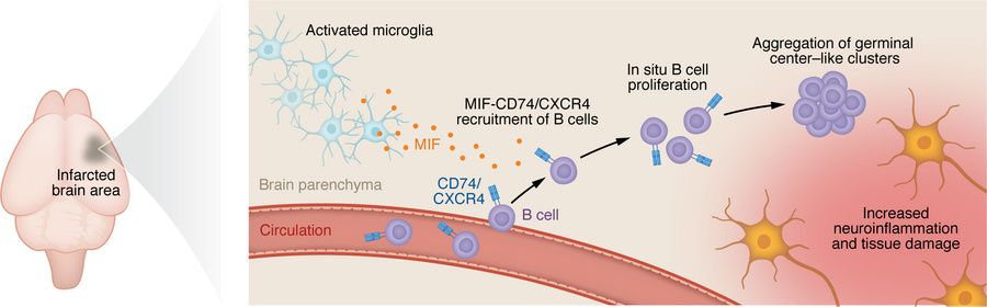 Germinal center–like B cell follicles formed after ischemic stroke exace...