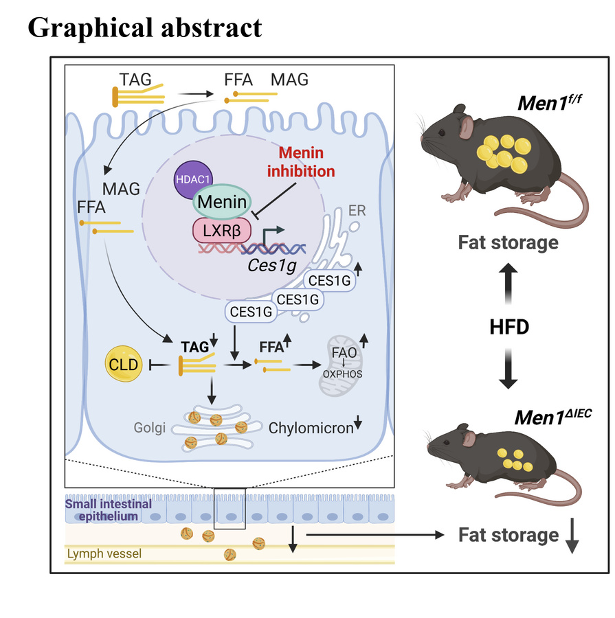 graphical abstract