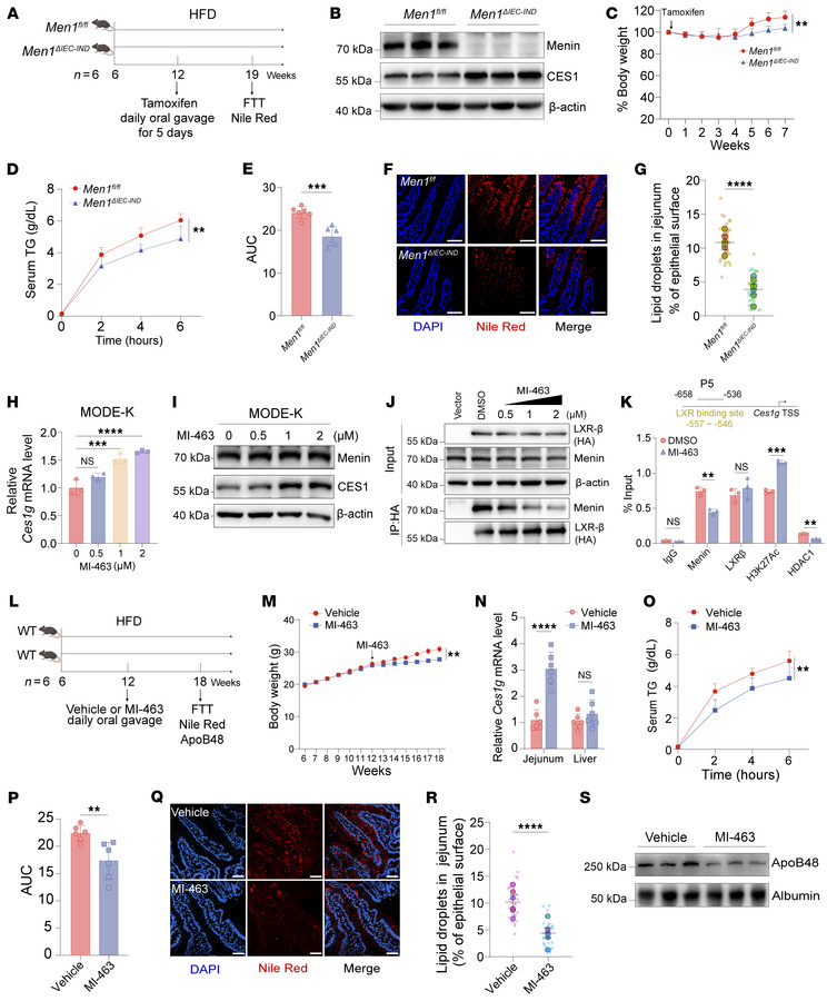 Pharmacological or genetic inhibition of intestinal menin attenuates HFD...