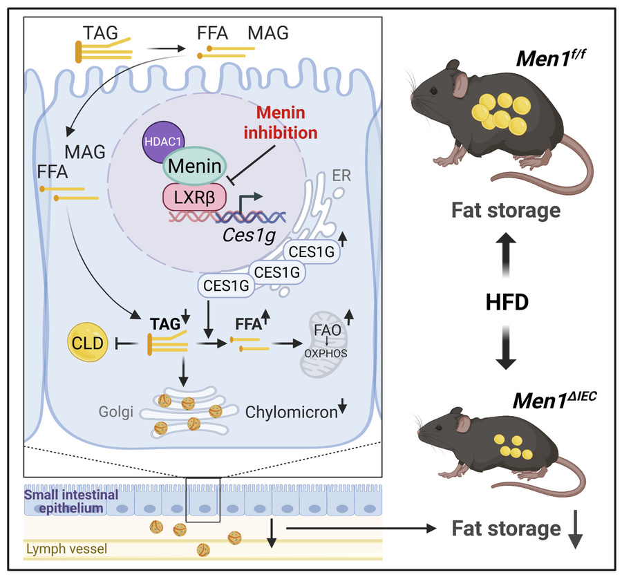graphical abstract