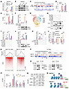 The menin–HDAC1–LXRβ complex cooperatively represses Ces1g/CES1 transcripti