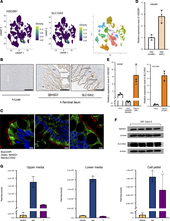 3βHSD1 and SLC10A2 are exclusively coexpressed and functionally active i...