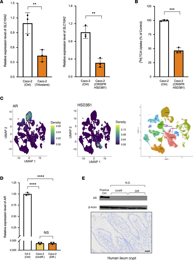Bile acid transport in ileal enterocytes occurs independently of AR sign...