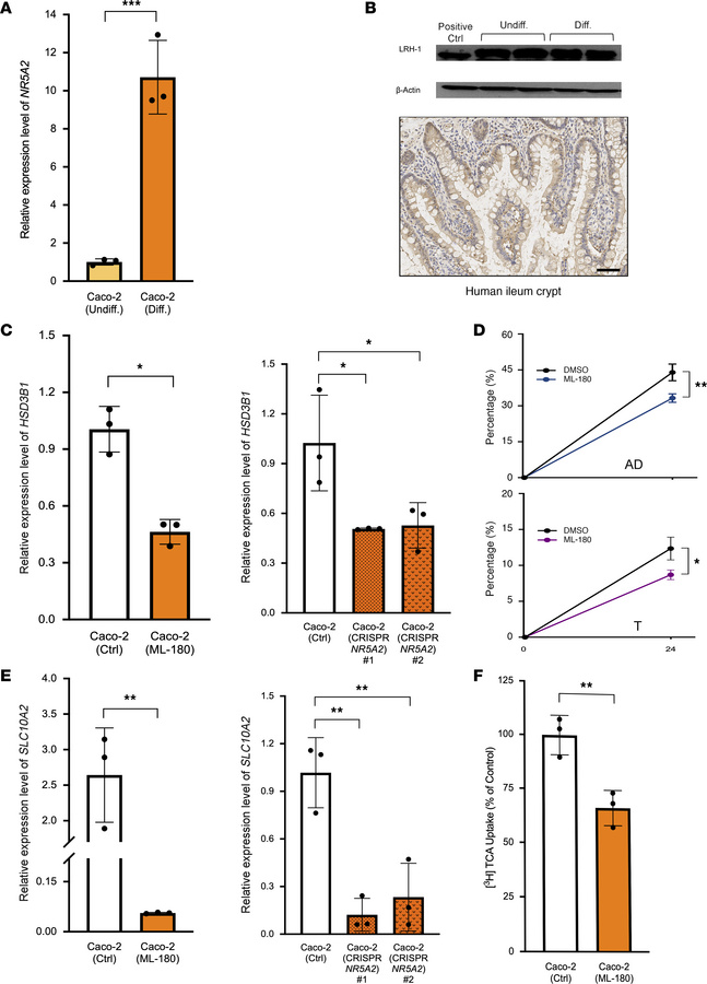 LRH-1 drives the HSD3B1/SLC10A2 axis regulating bile acid transport.
(A ...