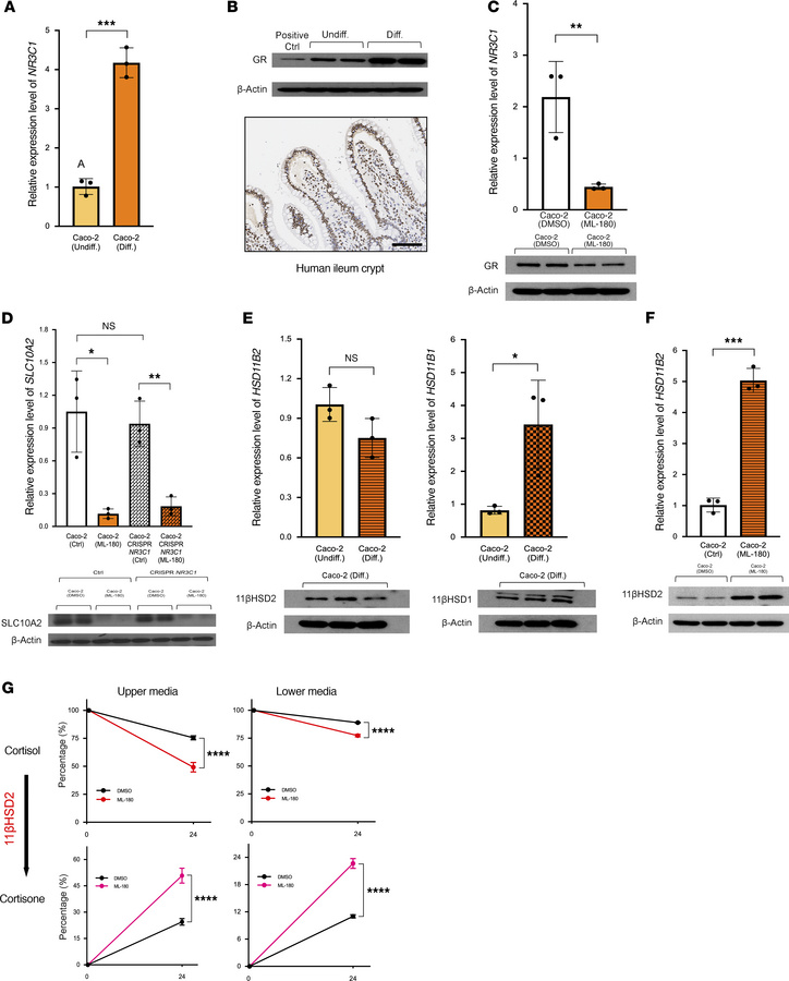 LRH-1 regulates the HSD3B1/SLC10A2 axis independently of GR signaling un...