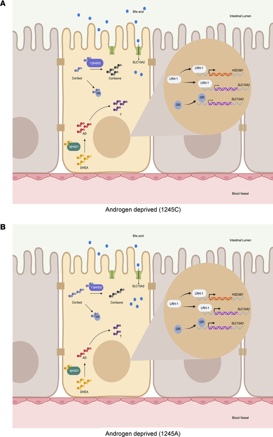 Integrated mechanistic model of intestinal bile acid regulation through ...