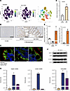 3βHSD1 and SLC10A2 are exclusively coexpressed and functionally active in h