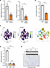 Bile acid transport in ileal enterocytes occurs independently of AR signali
