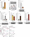 LRH-1 regulates the HSD3B1/SLC10A2 axis independently of GR signaling under