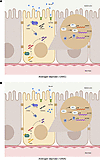 Integrated mechanistic model of intestinal bile acid regulation through the