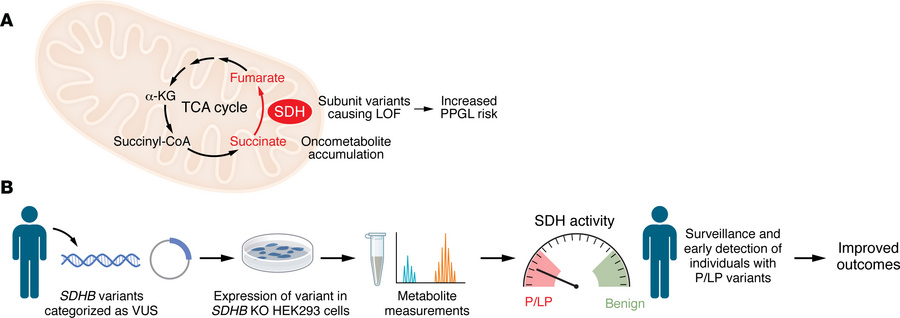 A high throughput assay to identify SDHB variants associated with SDH lo...