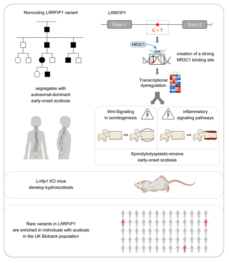graphical abstract