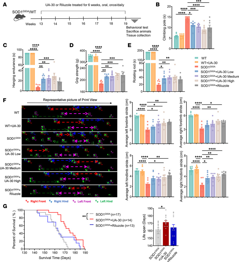 UA-30 treatment improved motor dysfunction and increased lifespan in mal...