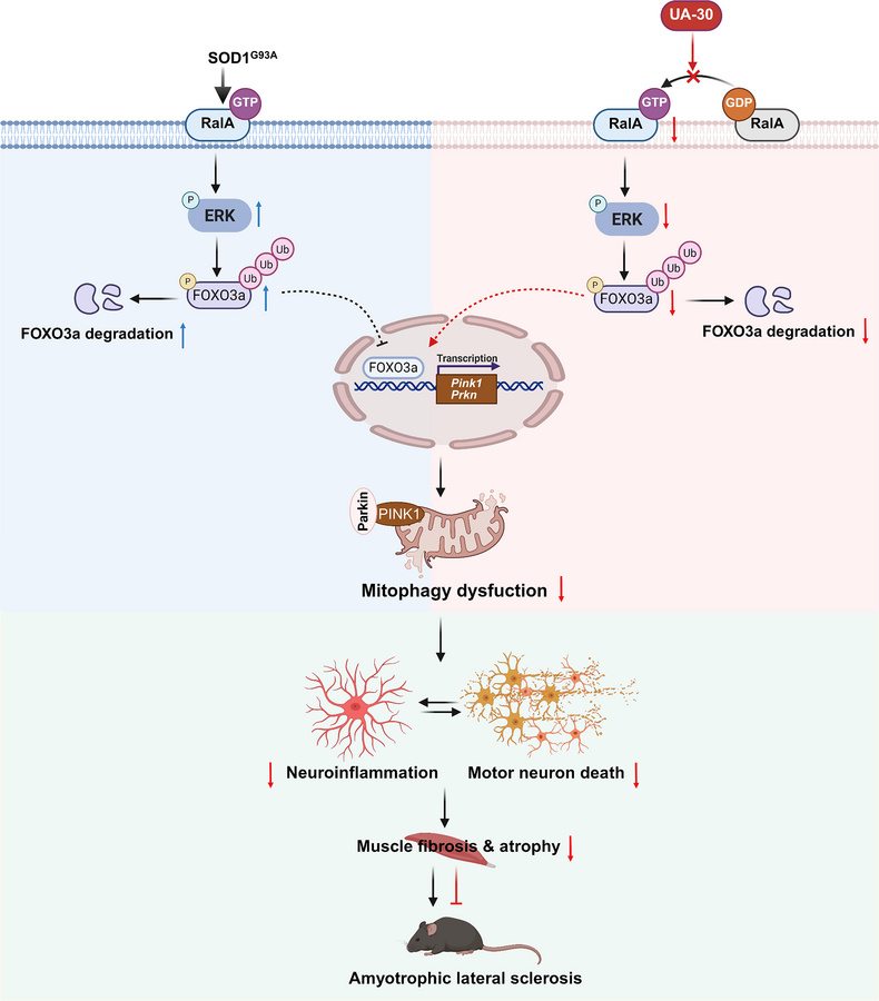Proposed working model of UA-30 in SOD1G93A mice.
In the pathogenesis of...