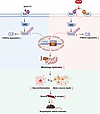 Proposed working model of UA-30 in SOD1G93A mice.