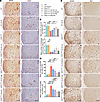 UA-30 treatment attenuated motor neuron loss and neuroinflammation in male