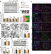 UA-30 treatment improved mitochondrial damage and mitophagy defects in male
