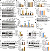 UA-30 treatment regulated the ERK/FOXO3a pathway by inhibiting RalA activit