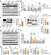 Overexpression of active RalA abolished the impact of UA-30 on mitophagy an