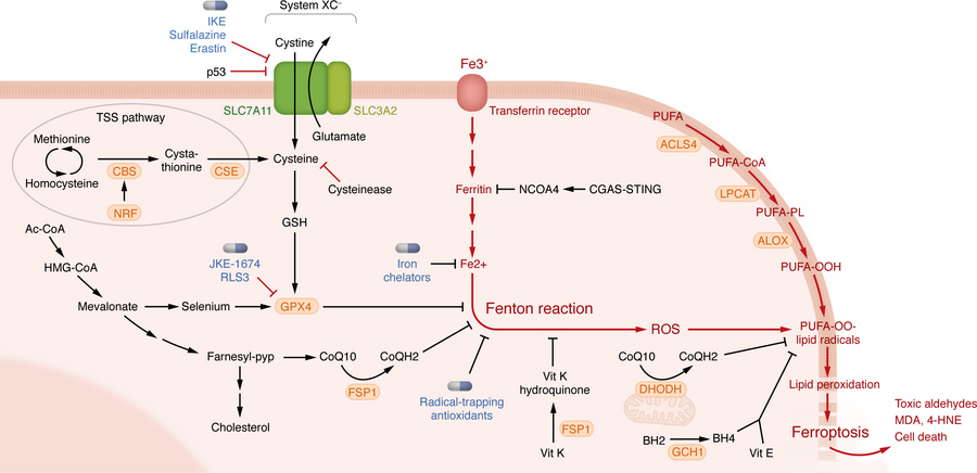 Ferroptosis propagation and inhibition.
Ferroptosis is a form of regulat...