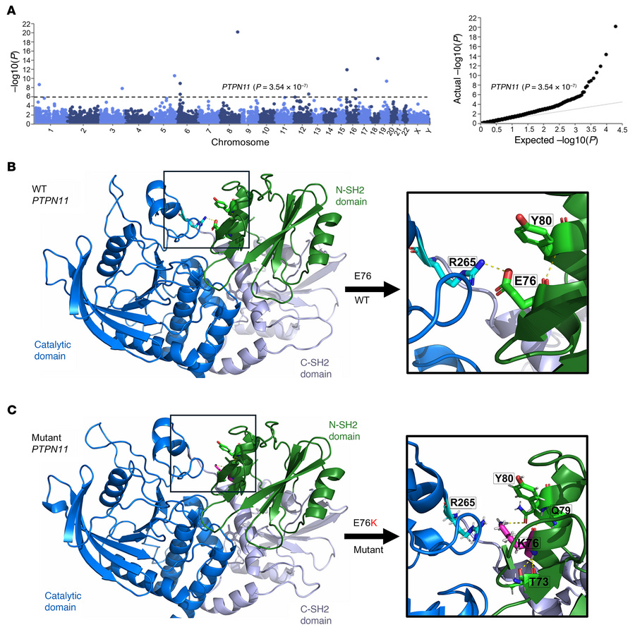 Association of PTPN11 mutations with obesity-related traits and cancer p...